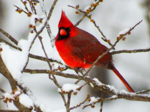 Appreciate nature and contribute to scientific research during the annual Christmas Bird Count